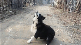 【逗边牧系列】边境牧羊犬,天生的玩球高手